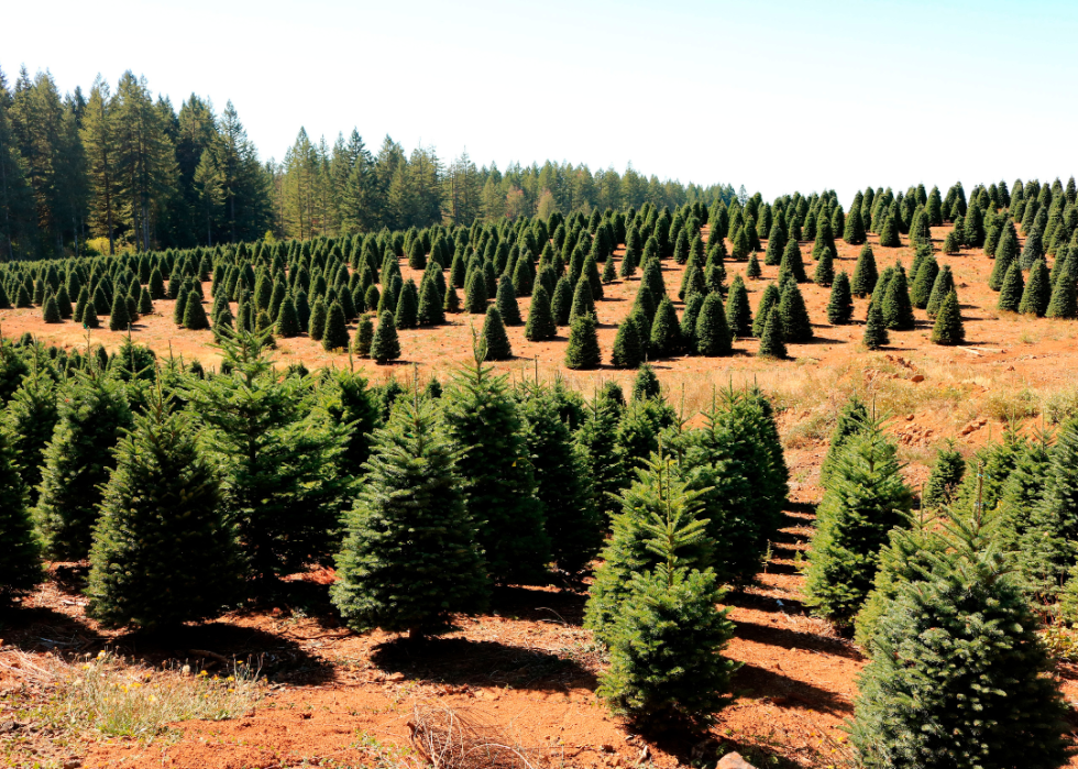 Christmas trees on a hill.