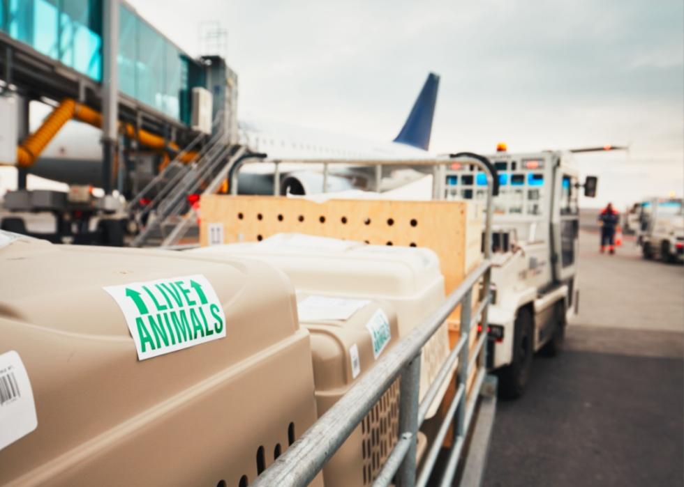 Pet carriers on an airline luggage cart near a plane.