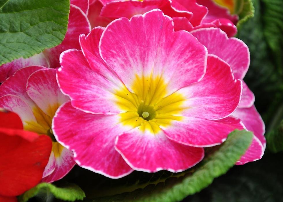 47 plants that begin to bloom in March Stacker