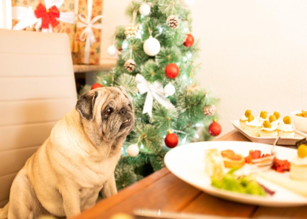 A dog sitting at a Christmas dinner table.