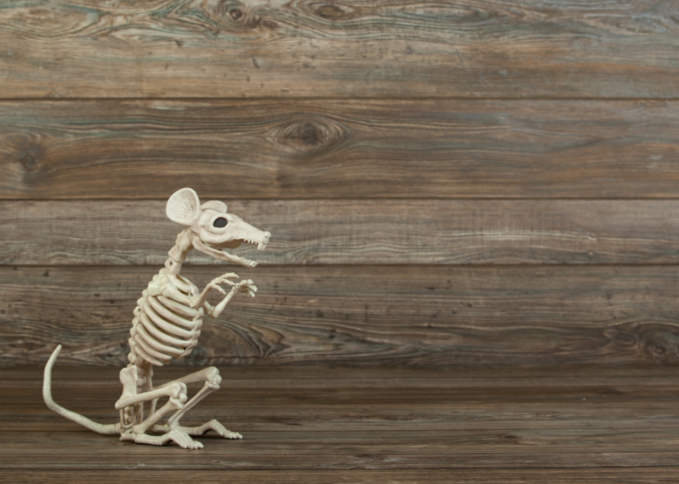 A rat skeleton prop.