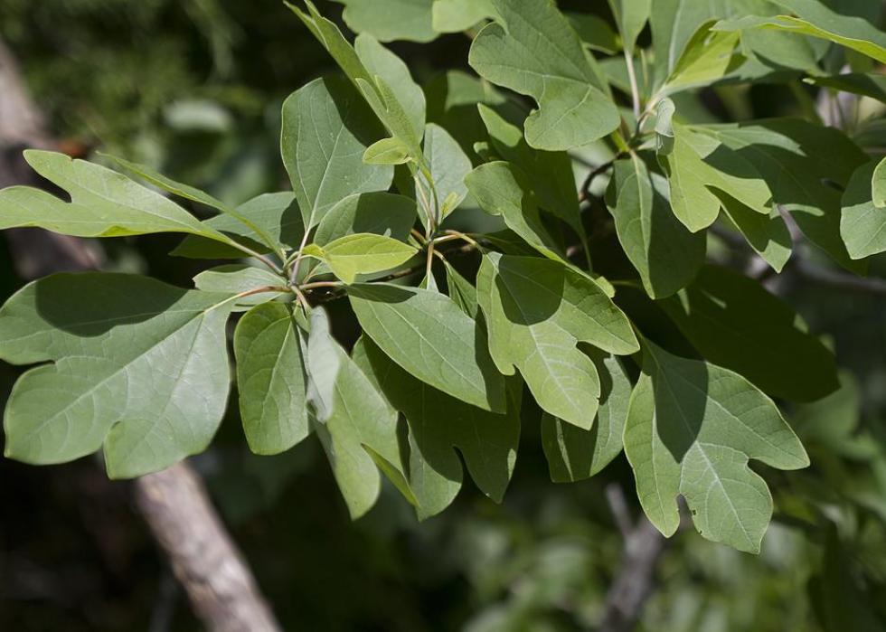 Close-up of a sassafras tree.