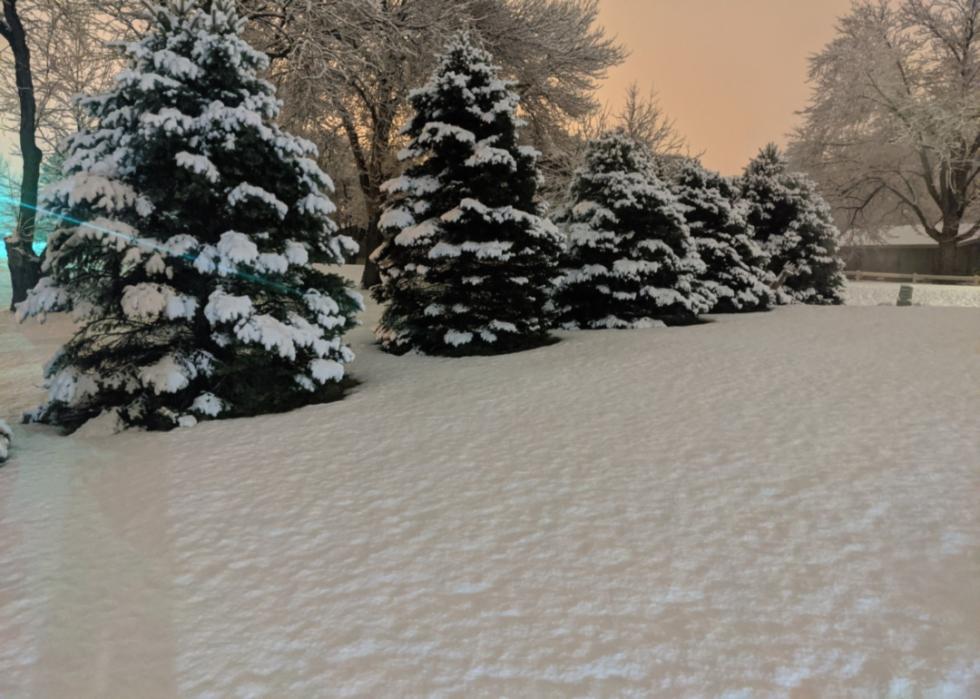 Trees in the snow.