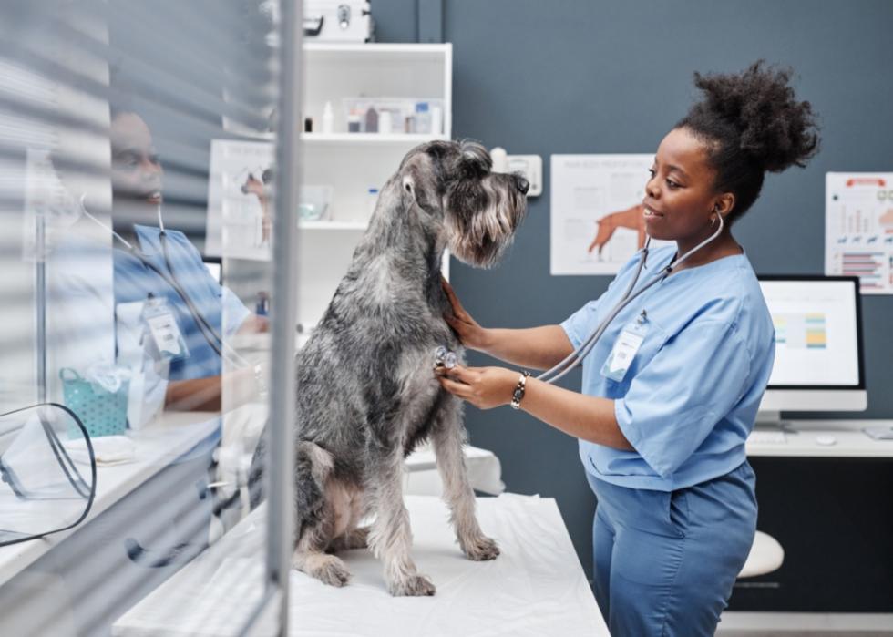 A veterinarian with a dog.