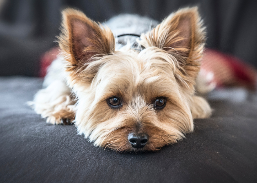 A Yorkshire terrier on a couch.