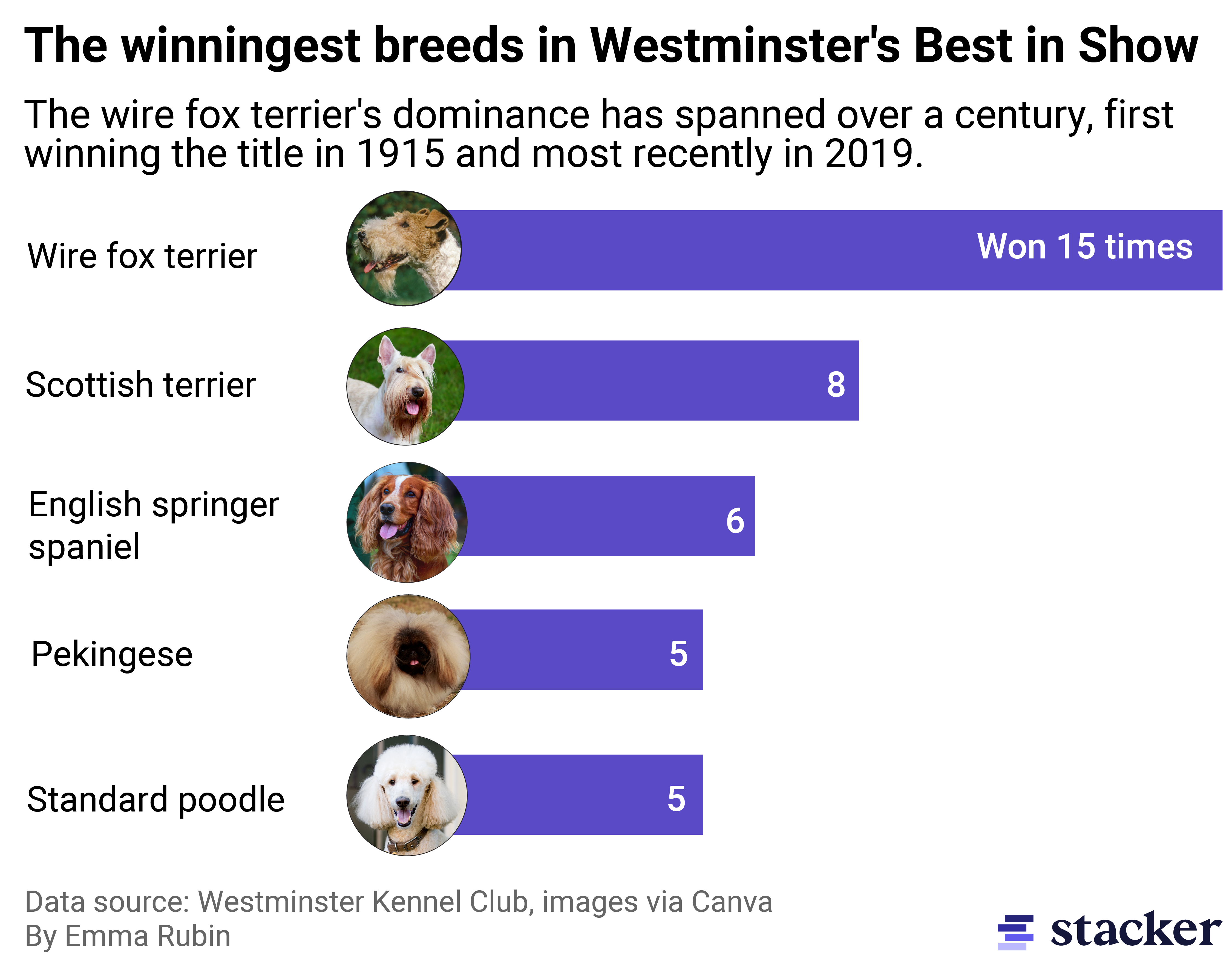 Bar chart showing the winningest breeds at the Westminster Best in Show competition. A wire fox terrrier has won 15 times, followed by a Scottish terrier with 8 times.